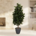 Lorbeer 120 cm
